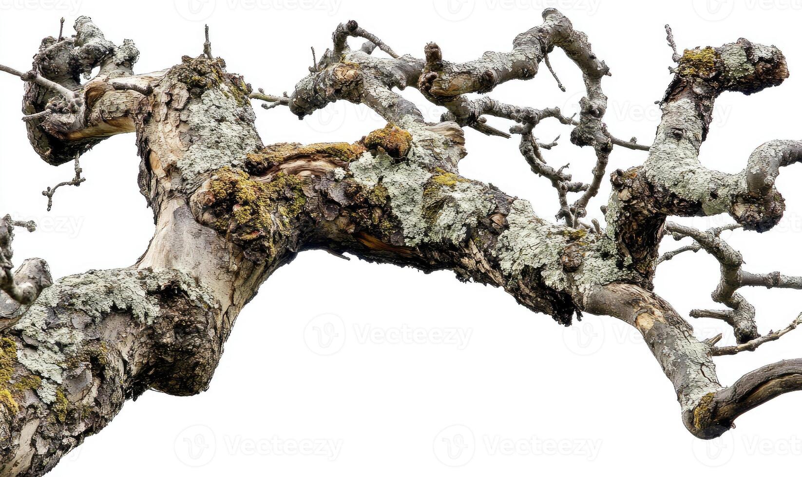 Twisted, weathered tree branch photo