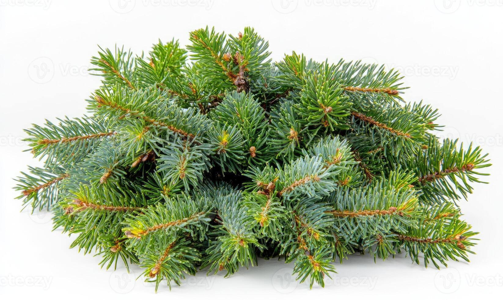 Fresh evergreen sprigs photo