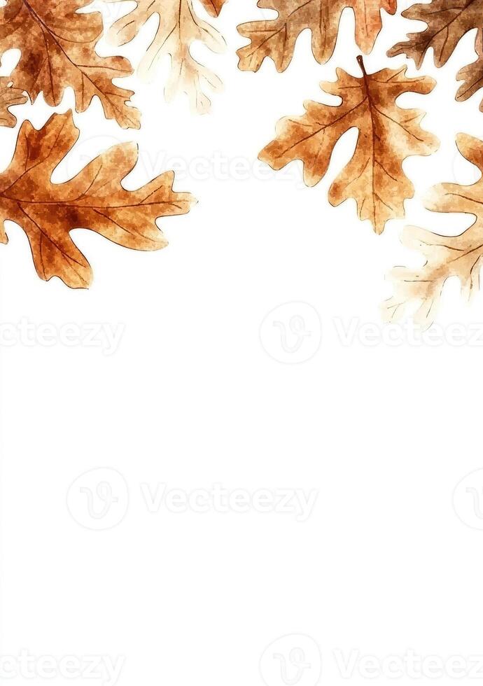 Autumnal oak leaves, delicate and warm hues against a crisp white backdrop photo