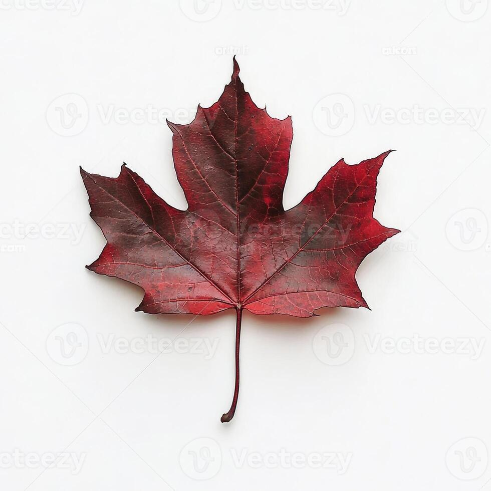 Crimson autumn leaf on white background photo