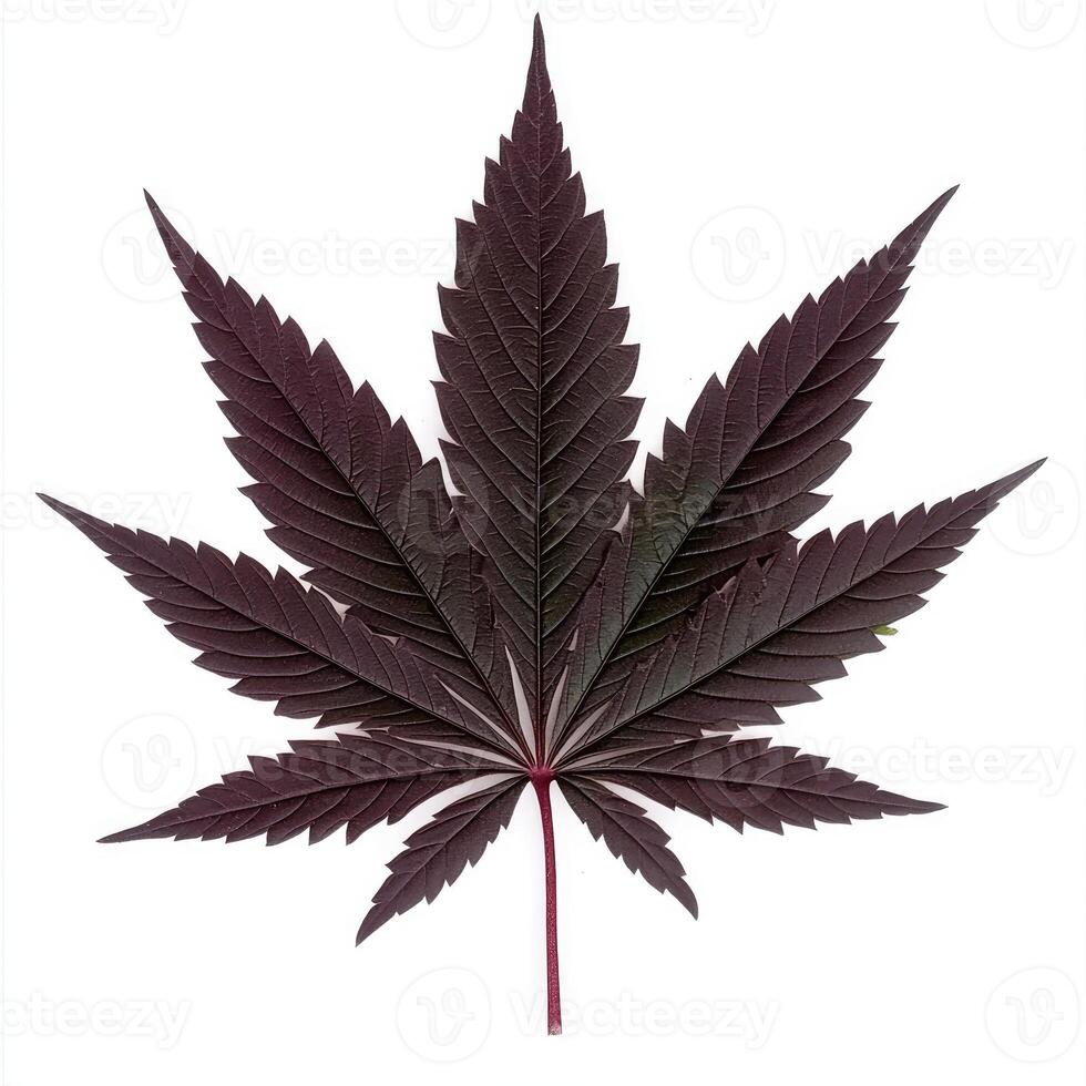 Deep purple cannabis leaf photo
