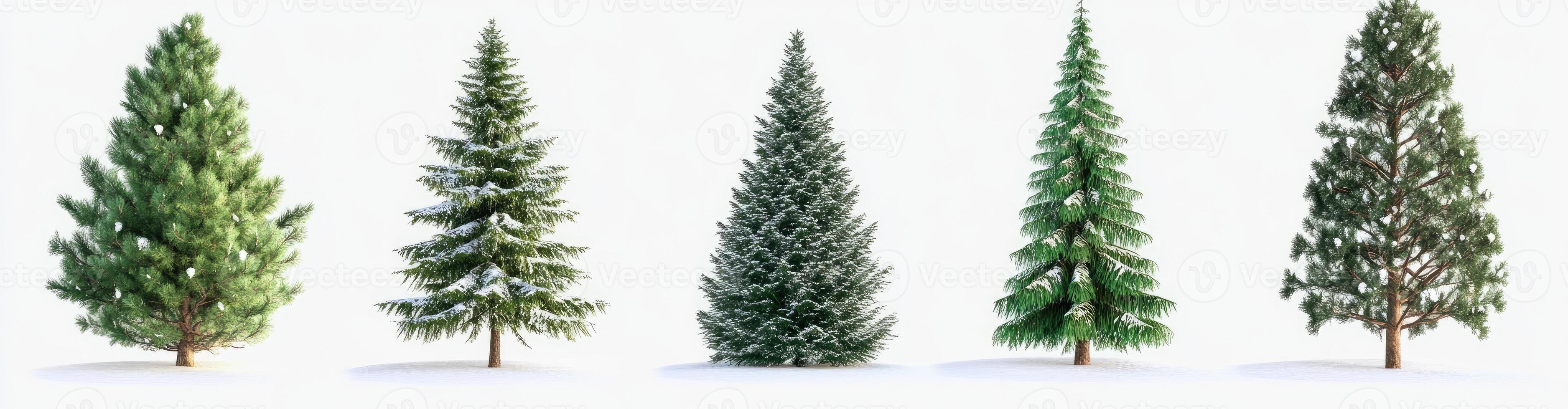 Four Coniferous Trees Covered in Snow photo