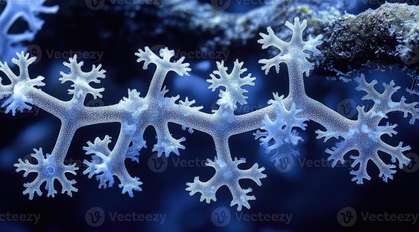 Light-blue, intricate coral branches photo