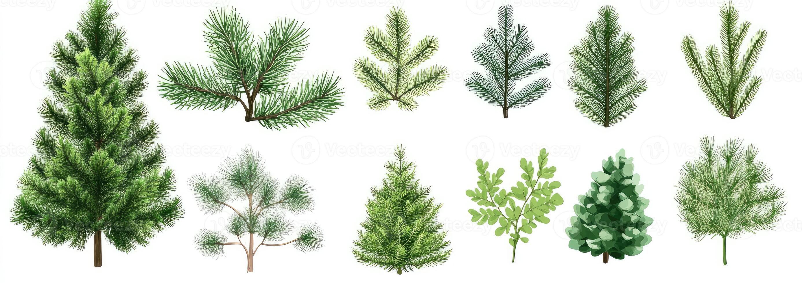 Various Coniferous Tree Branches and Shrubs photo