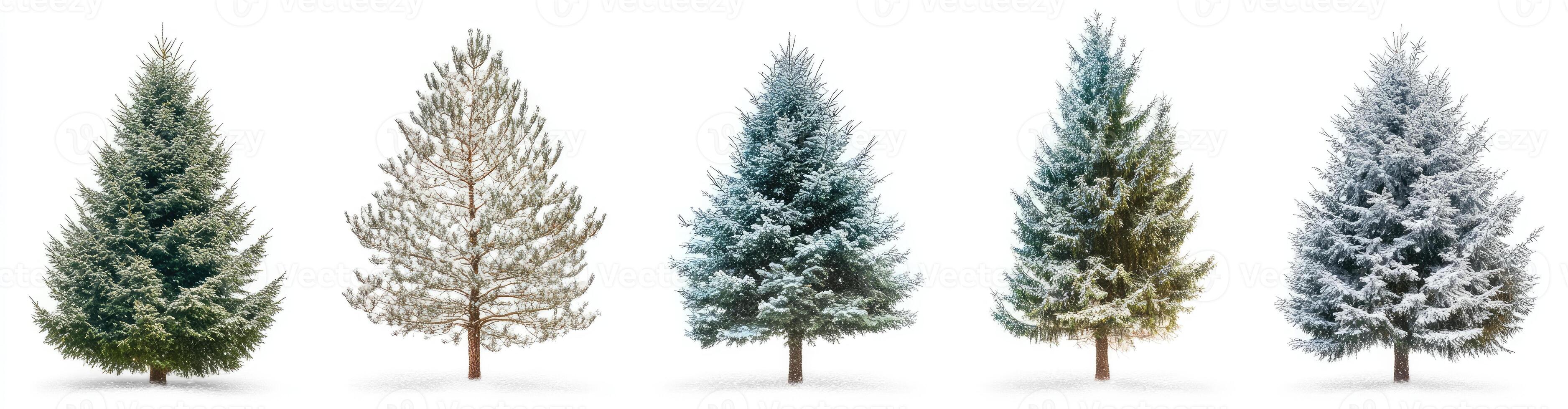 Four Conifer Trees in Different Stages of Snow Accumulation photo