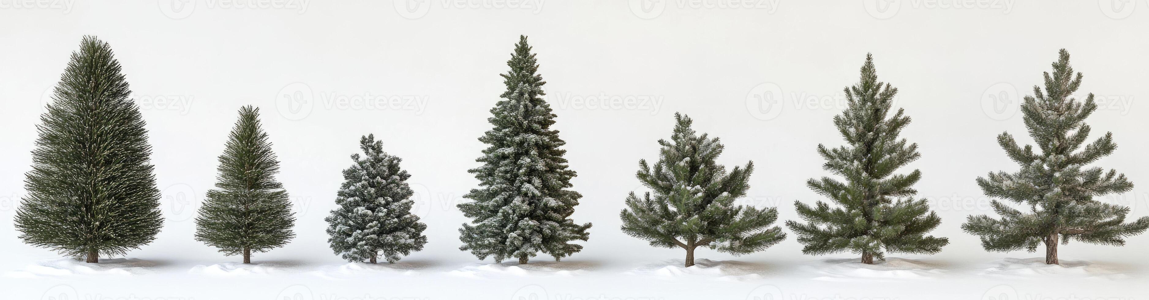 Various Sizes of Coniferous Trees in Snow photo