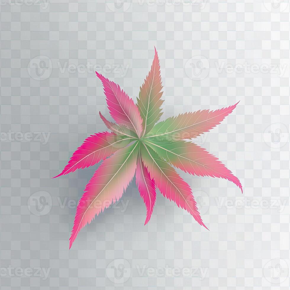 Vibrant Pink and Green Japanese Maple Leaf photo