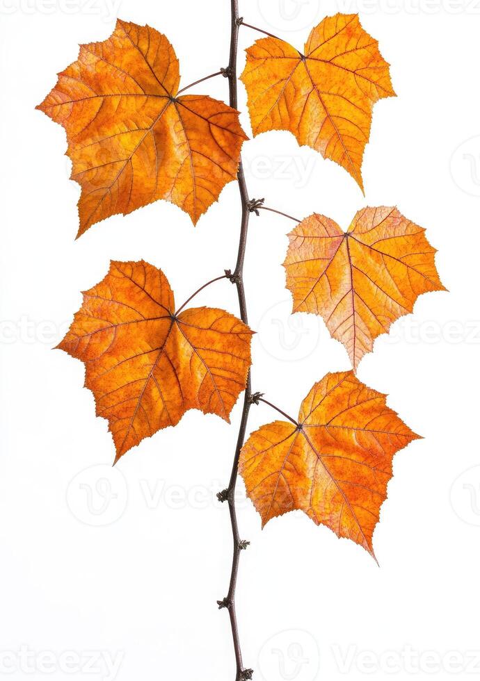Autumn leaves on a vine photo