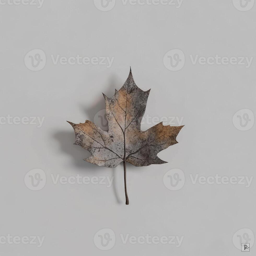 Isolated autumn leaf photo