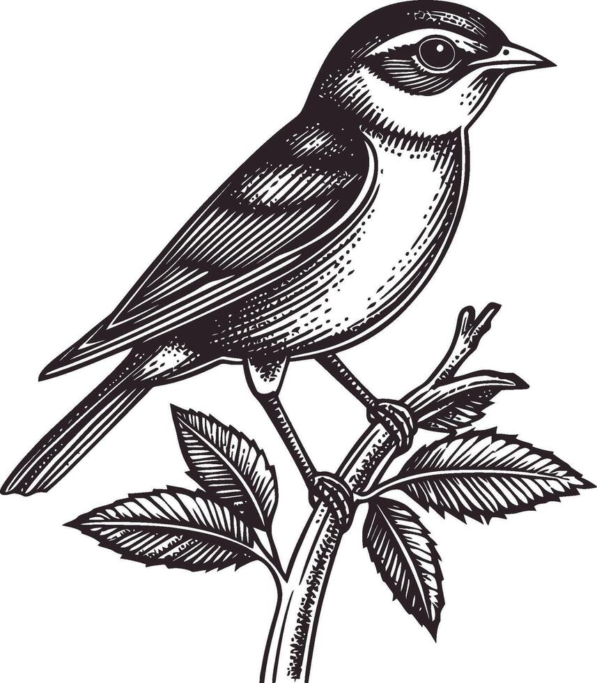 Detailed Engraved Bird Illustration on a Branch with Leaves vector