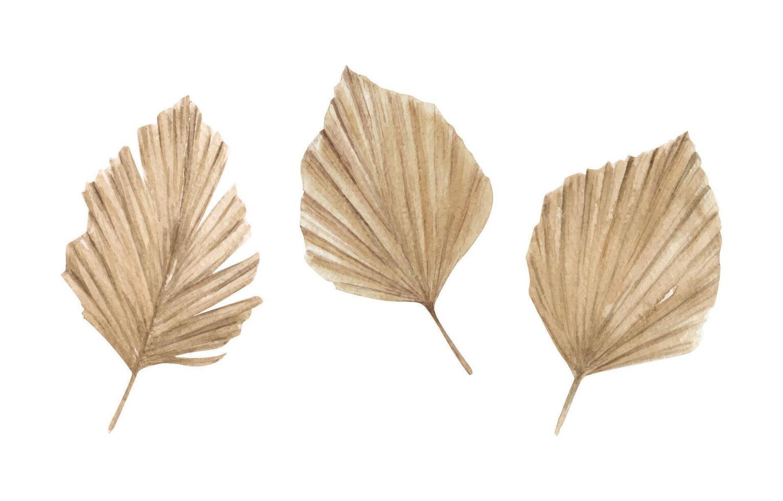 Watercolor Dried Palm Leaves vector