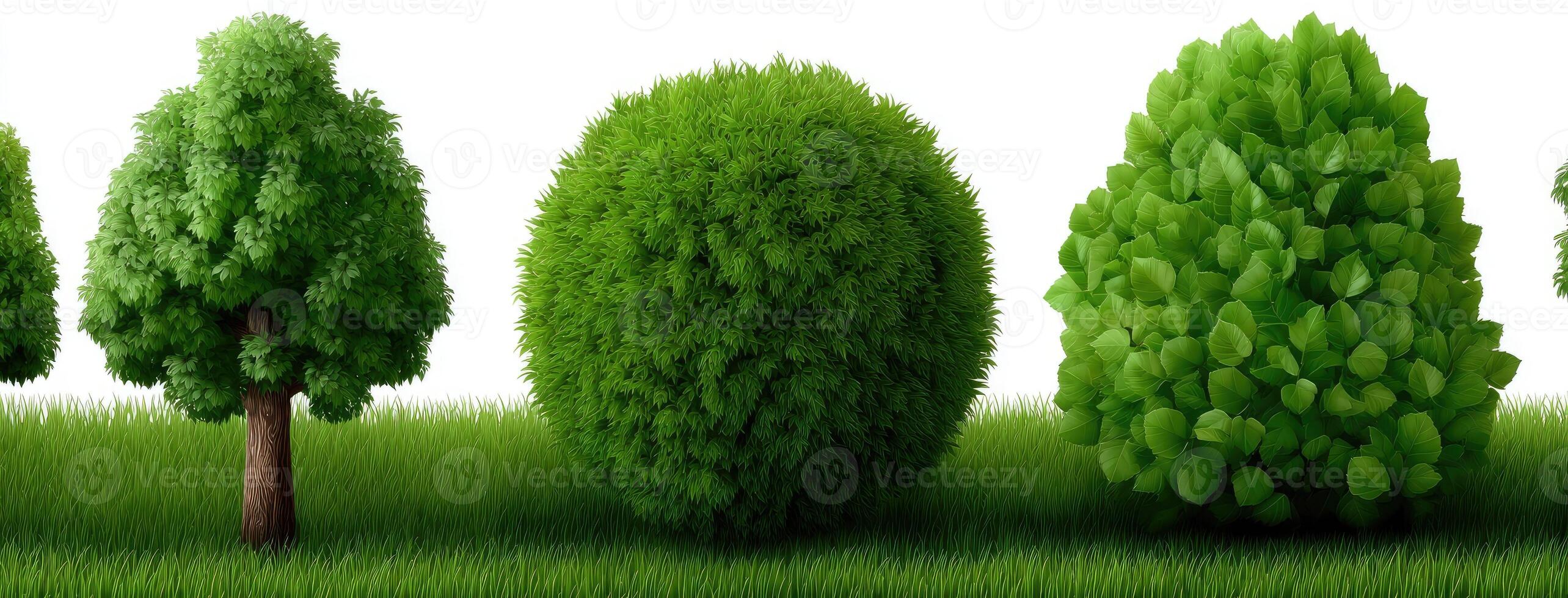 A group of trees in different sizes and shapes photo
