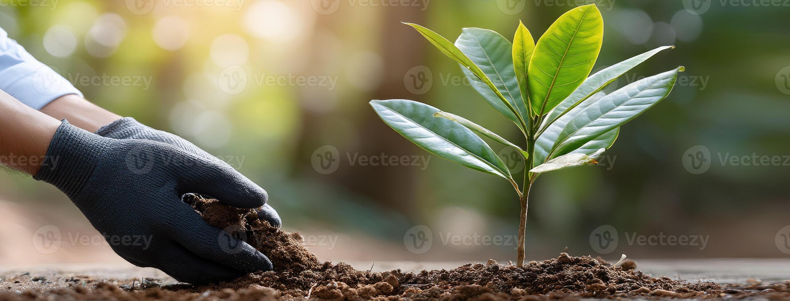 A person in gloves is planting a young tree photo