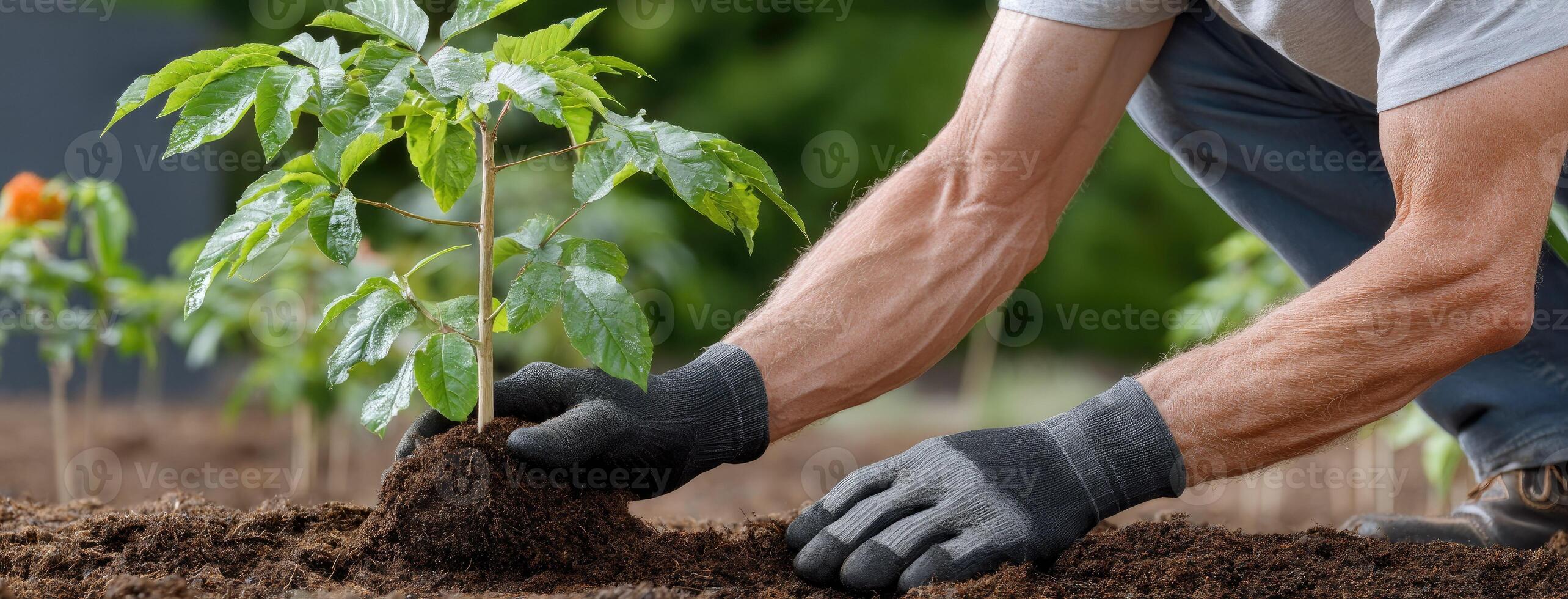 A man is planting a tree in the ground photo