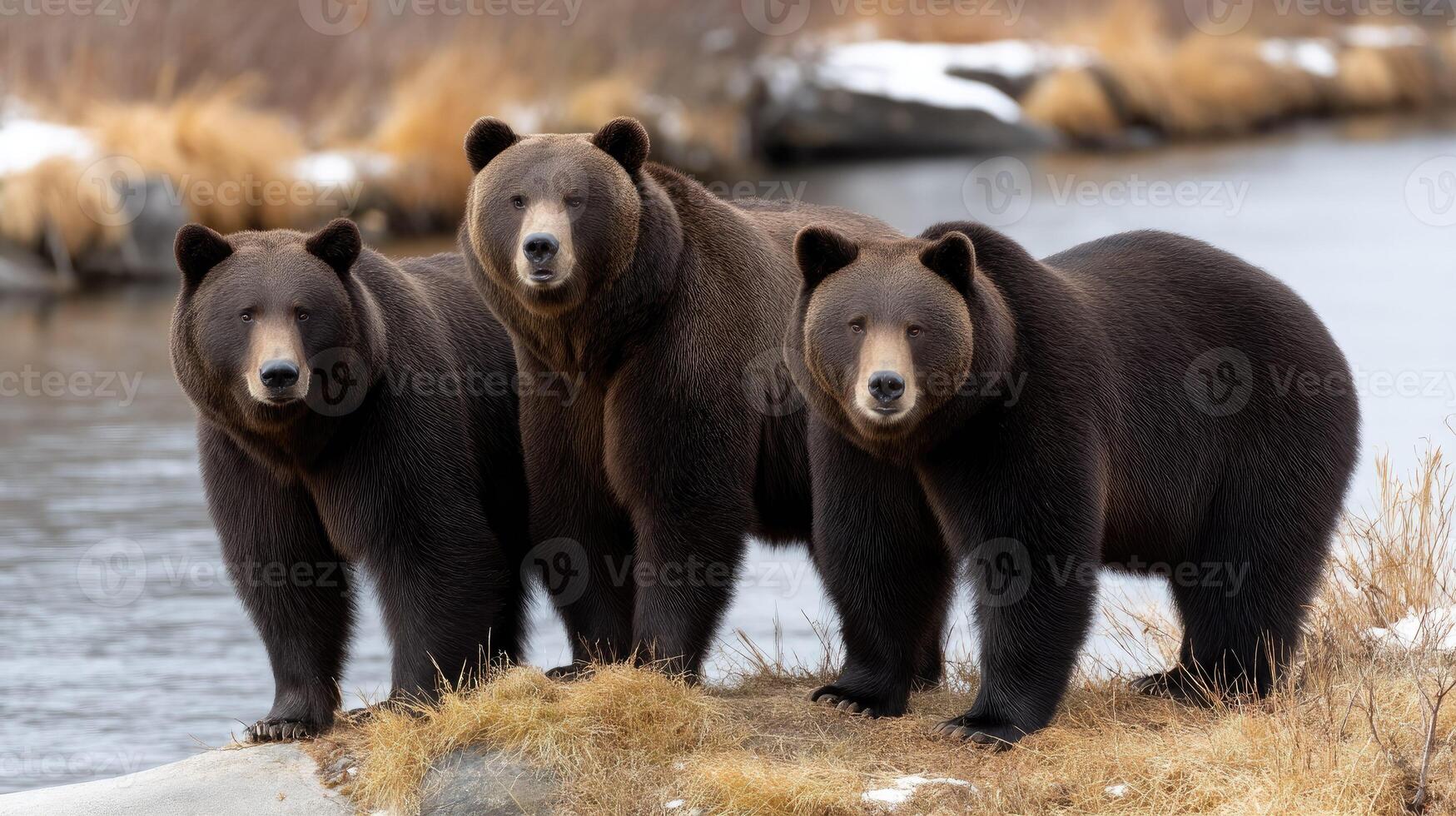 Three brown bears standing next to a river photo