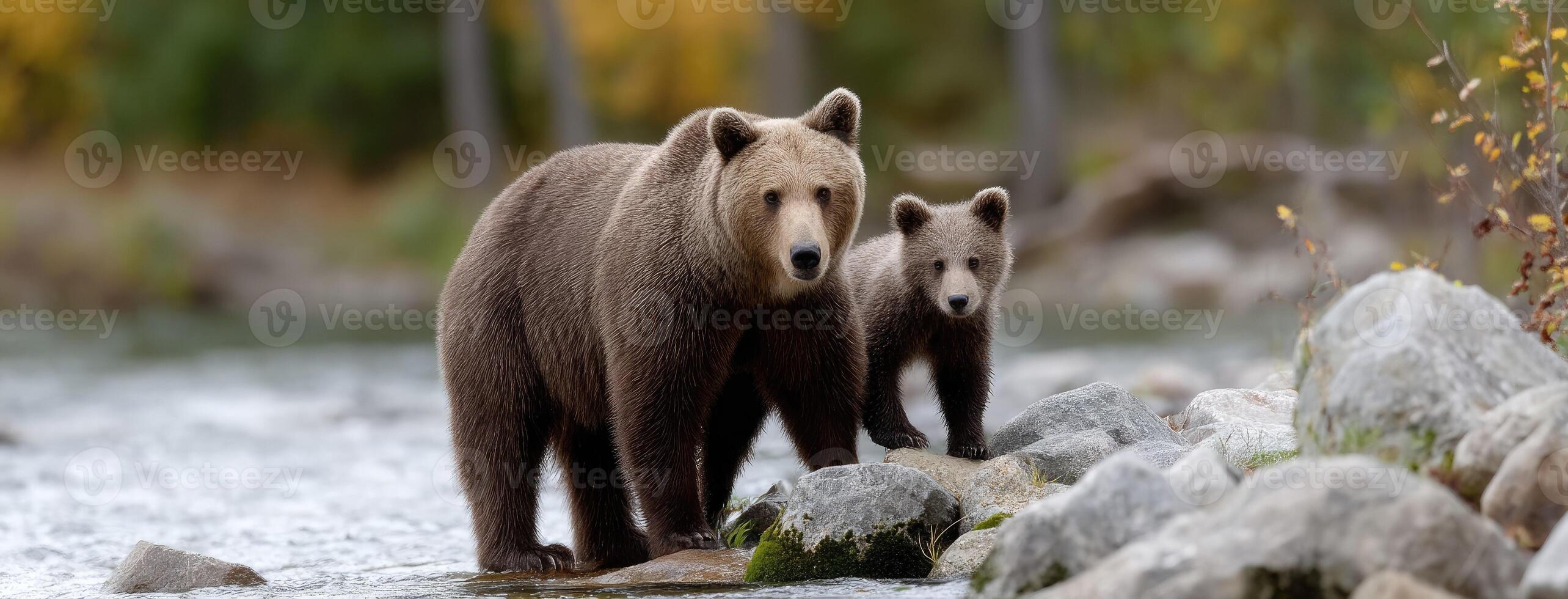 Two brown bears are walking along a river photo