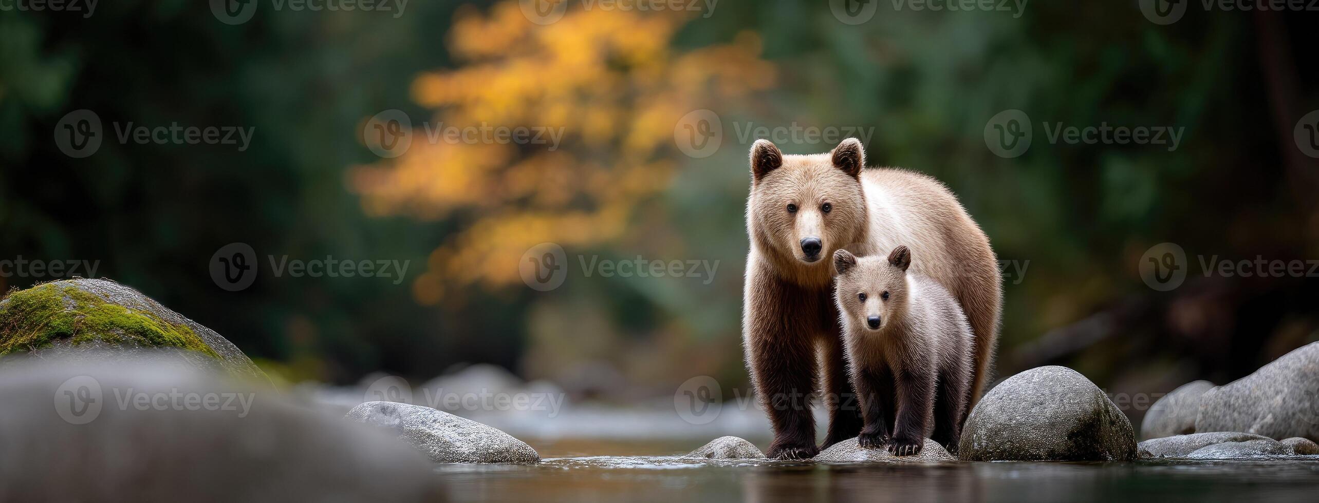 A mother bear and her cub walking along a river photo