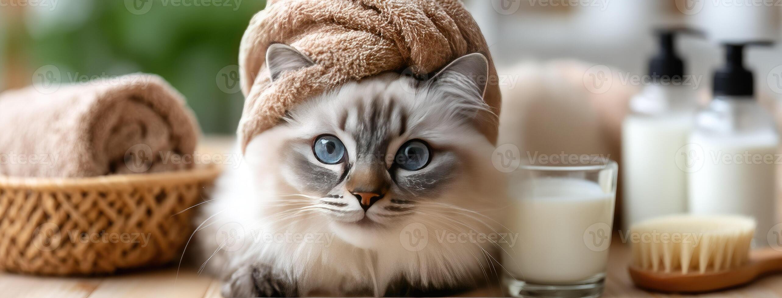 A cat with a towel on its head sitting on a table photo