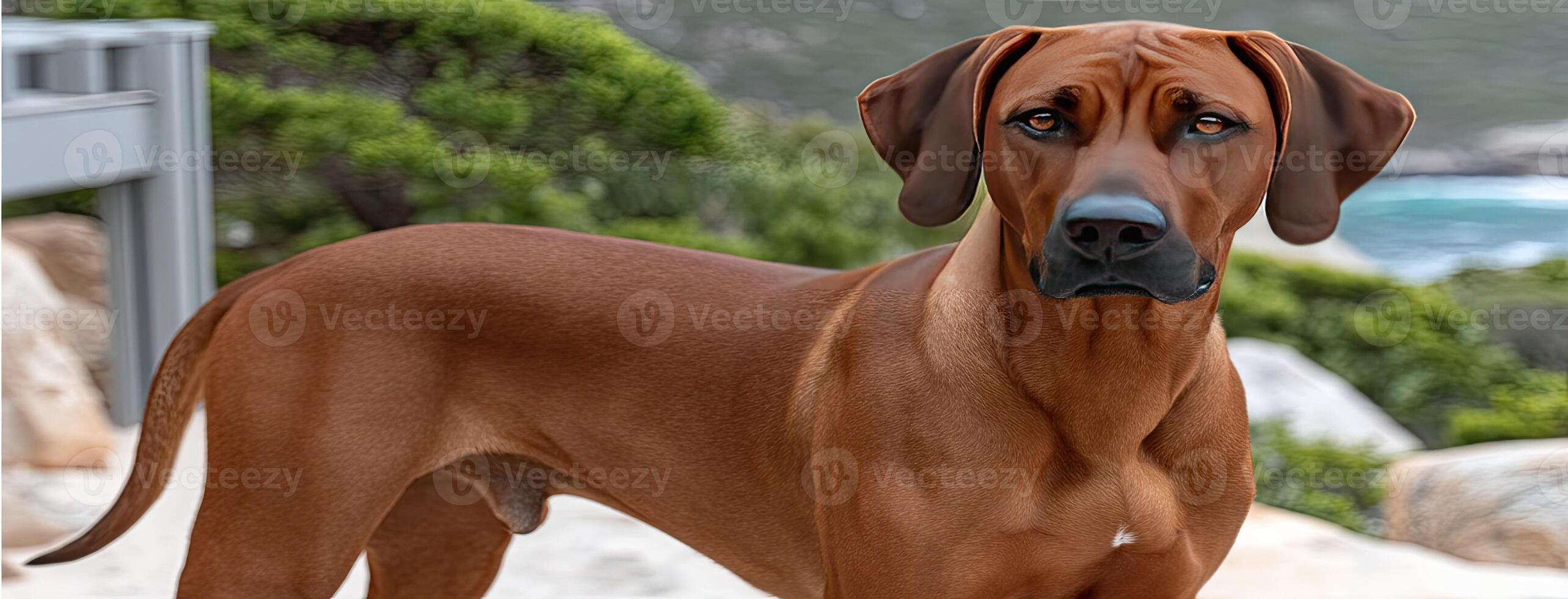 A brown dog standing on a rocky beach photo