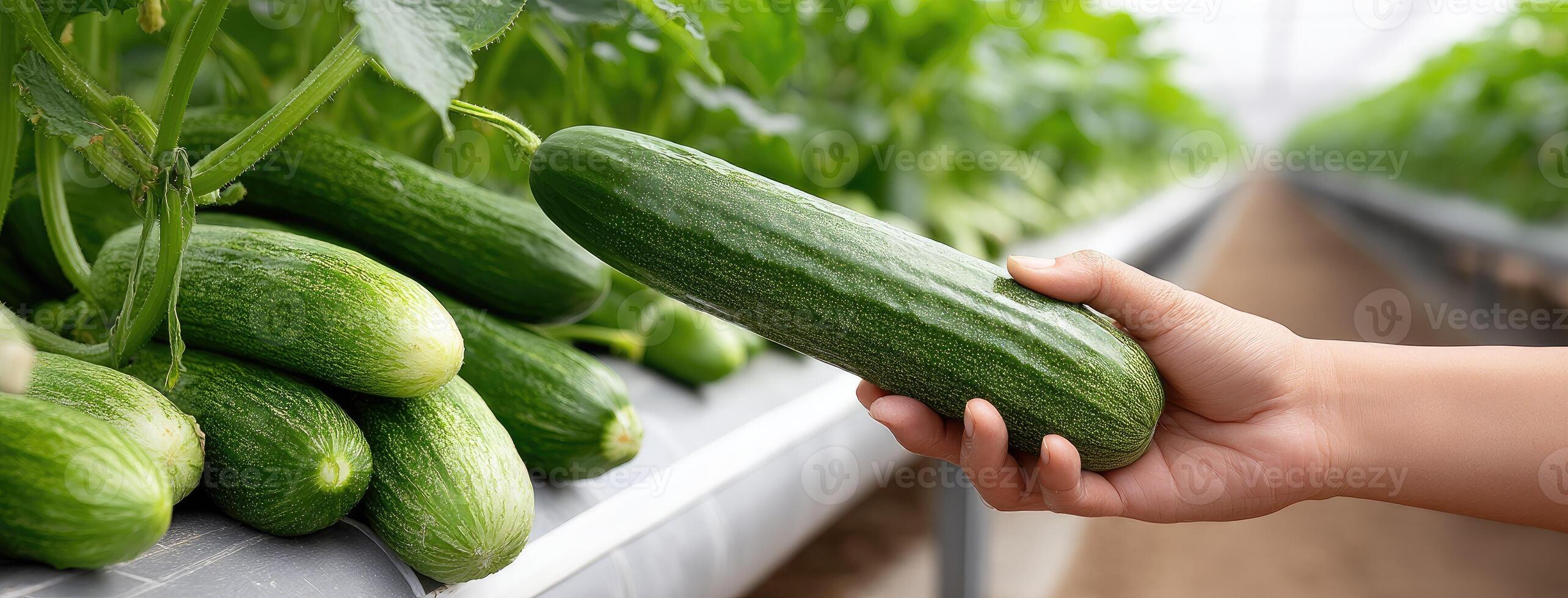 A person holding a cucumber in a greenhouse photo