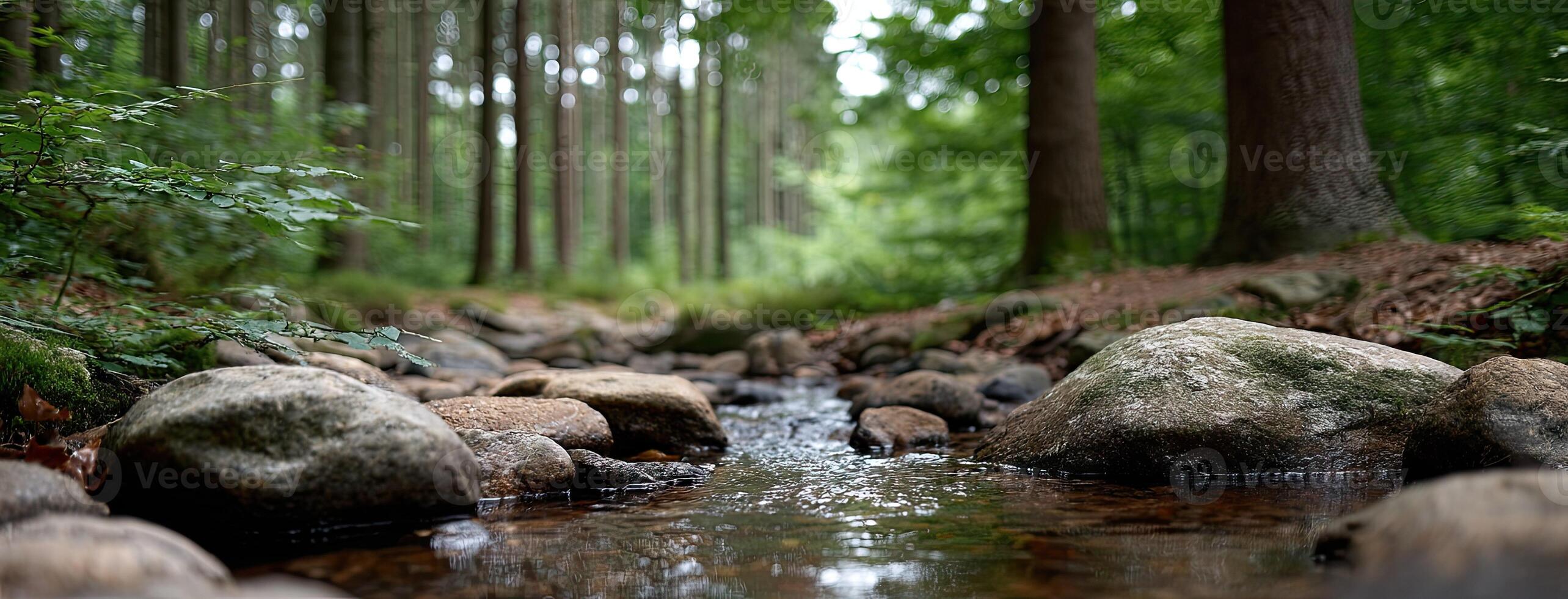 A stream of water running through a forest photo