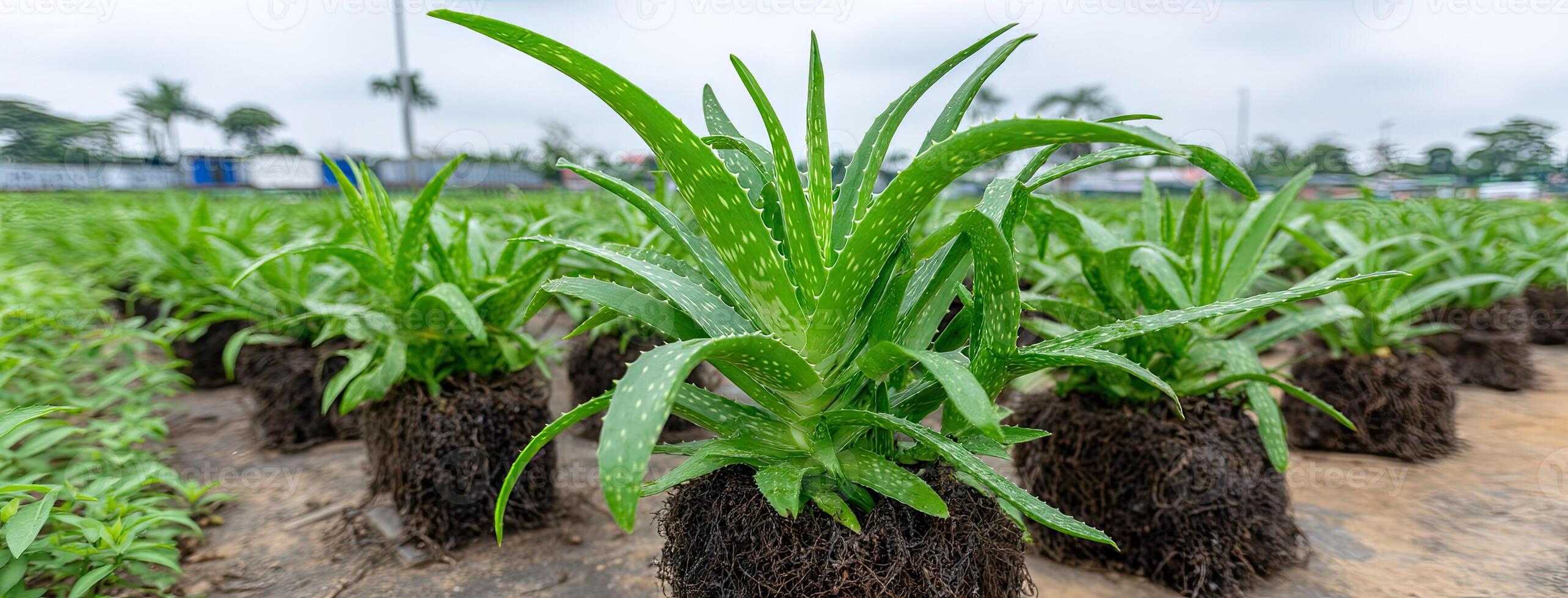 Aloe vera plants growing in the ground photo
