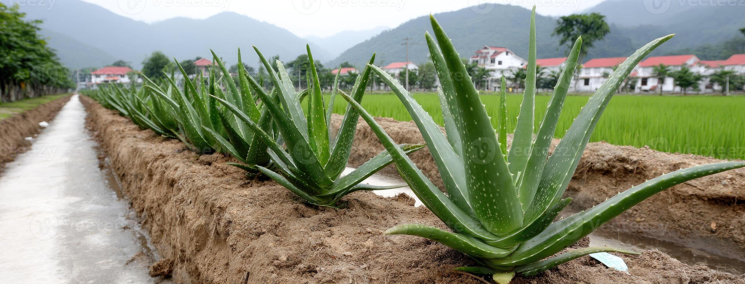 Aloe vera plants growing in a field photo