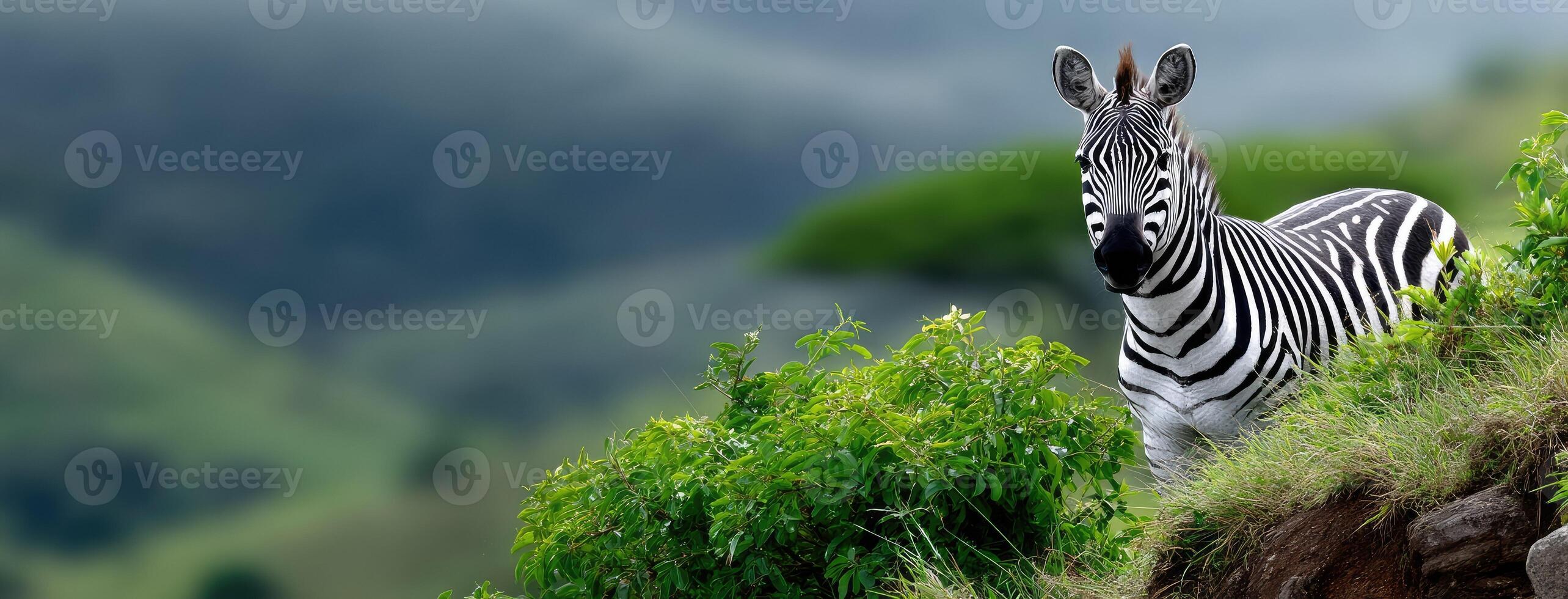 A zebra standing on a hillside with green trees photo