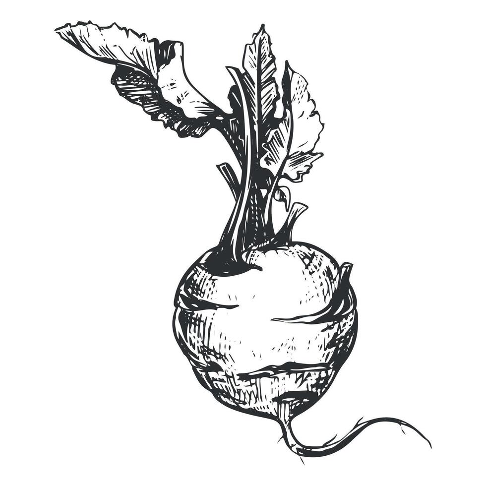 linear sketch of kohlrabi. Ink drawing in old engraving style. Hand drawn cabbage illustration. Round head and leaves of German turnip on white background. vector