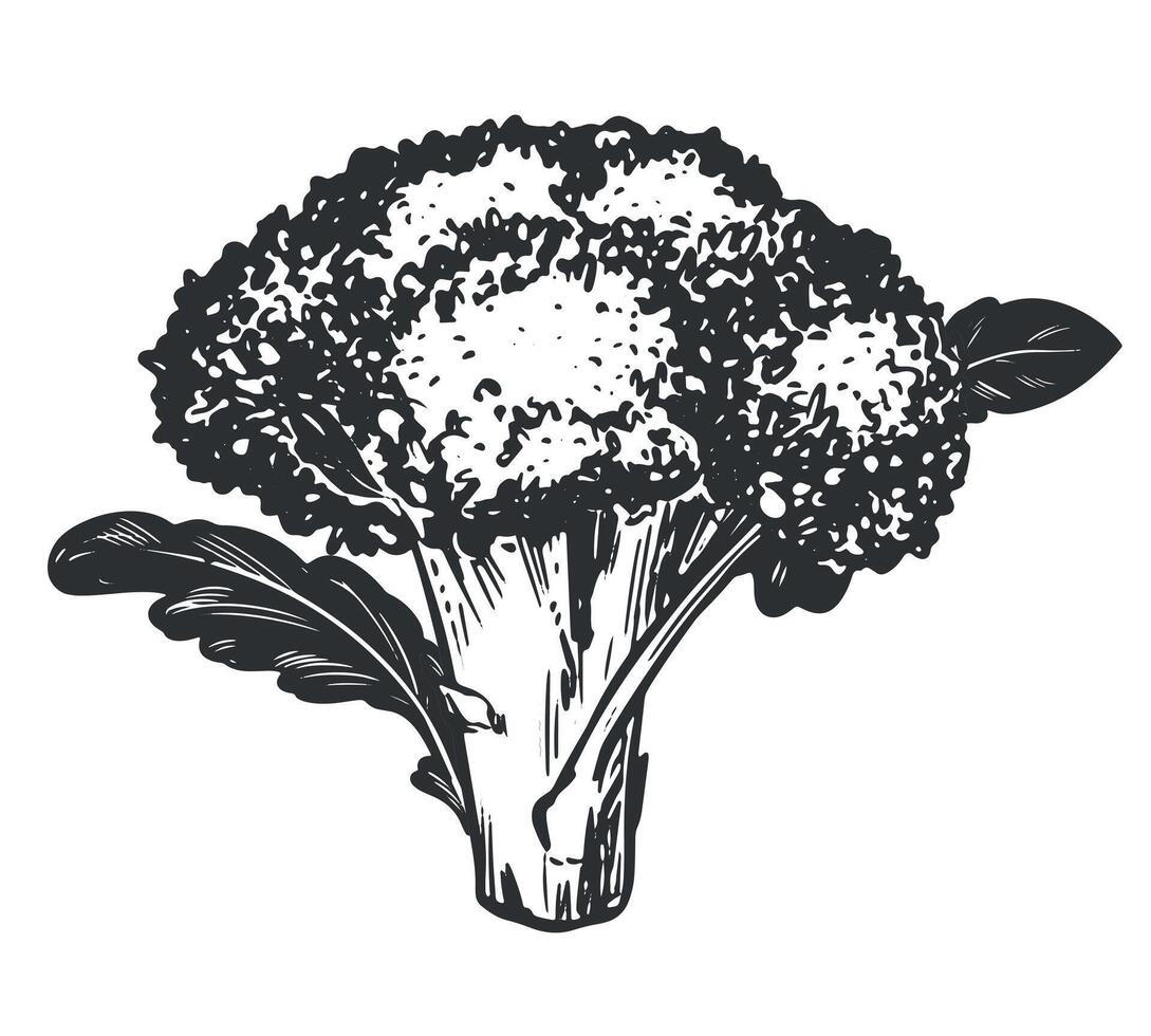 sketch of broccoli. Hand drawn ink drawing of cabbage, imitation of old engraving technique. Black and white drawing of cauliflower with leaves on white background. vector