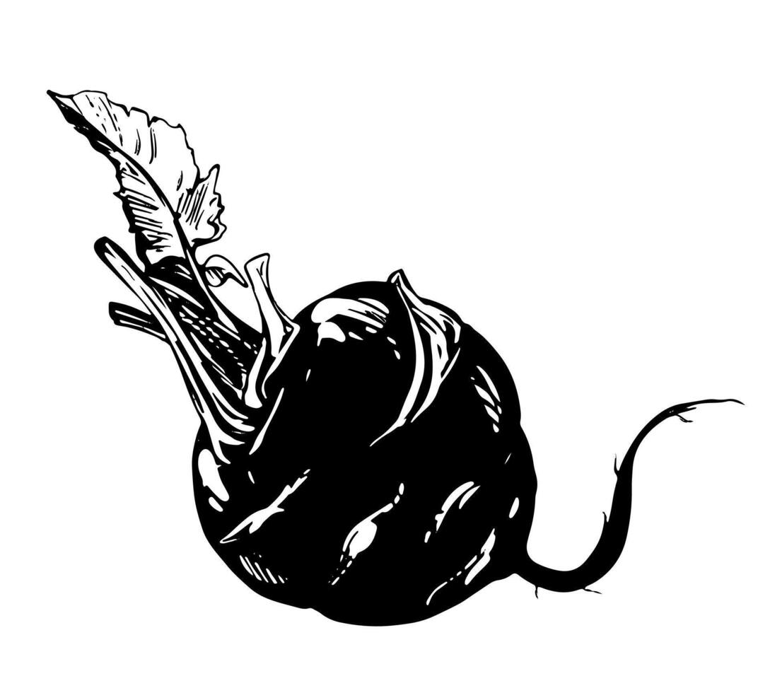 Line sketch of kohlrabi. drawing in engraving style. Botanical illustration of cabbage. Round head and leaves of German turnip on white background. vector