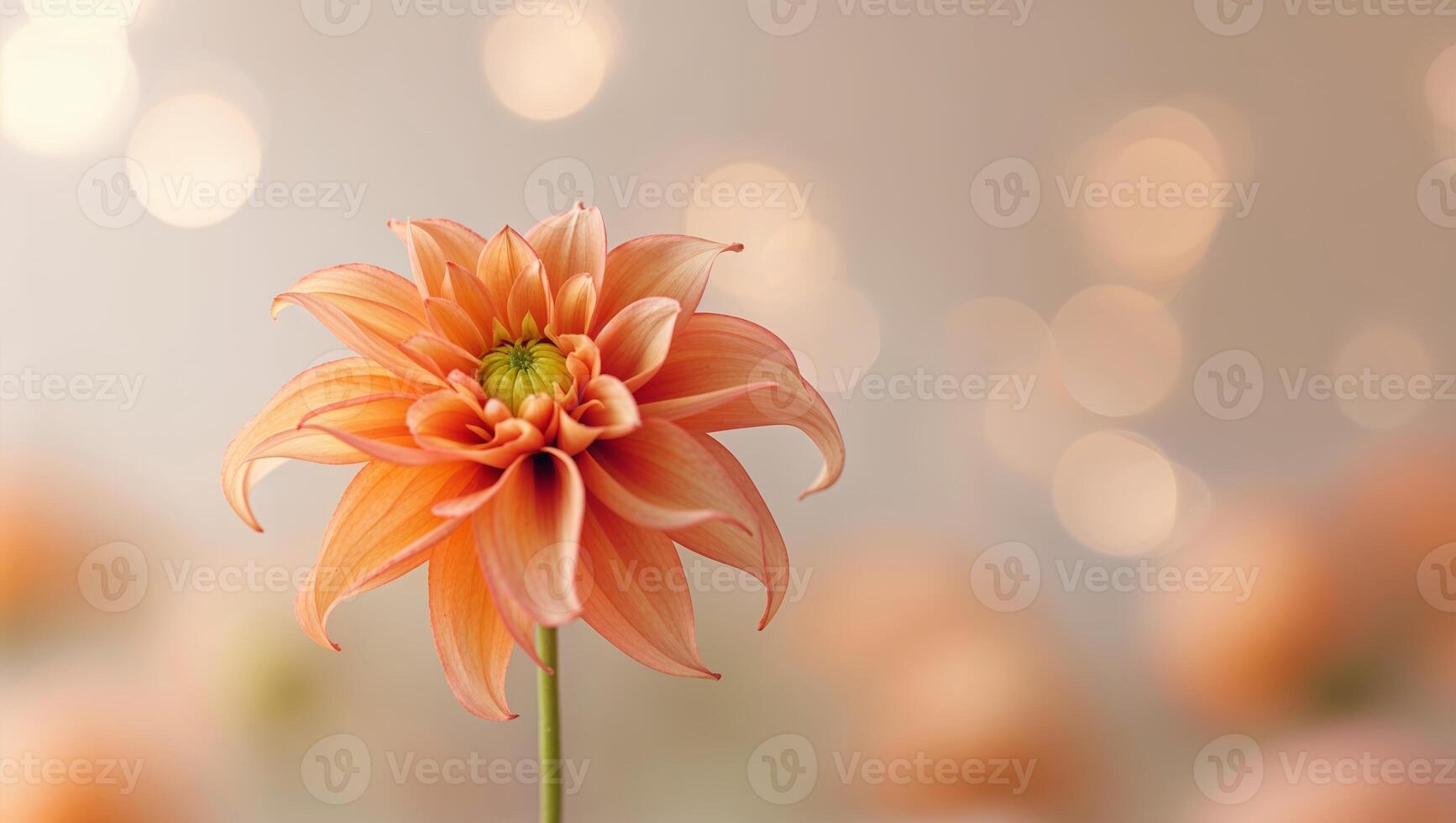 Beautiful orange dahlia flower blossoms elegantly against a soft blurred background with delicate bokeh lights photo