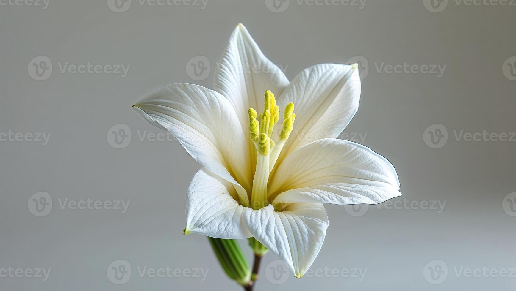 Beautiful white lily flower with delicate petals and vibrant yellow stamens against a soft background photo