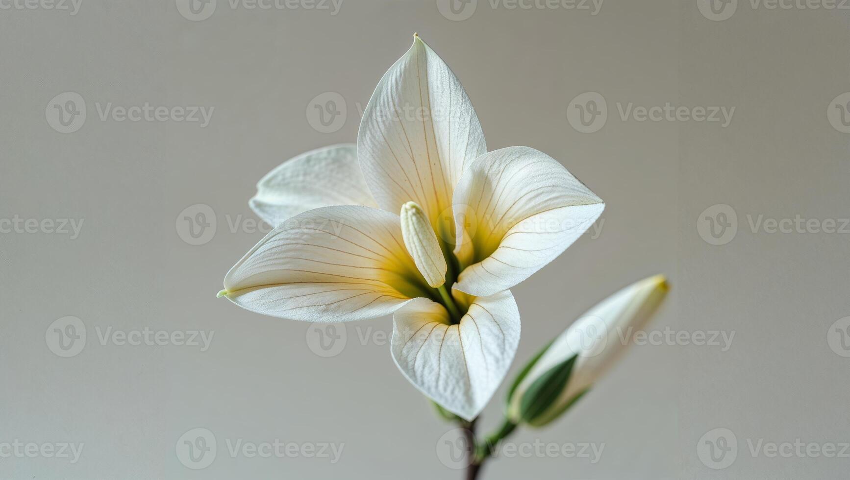 Beautiful white flower with delicate yellow accents in a minimalist setting during daylight photo