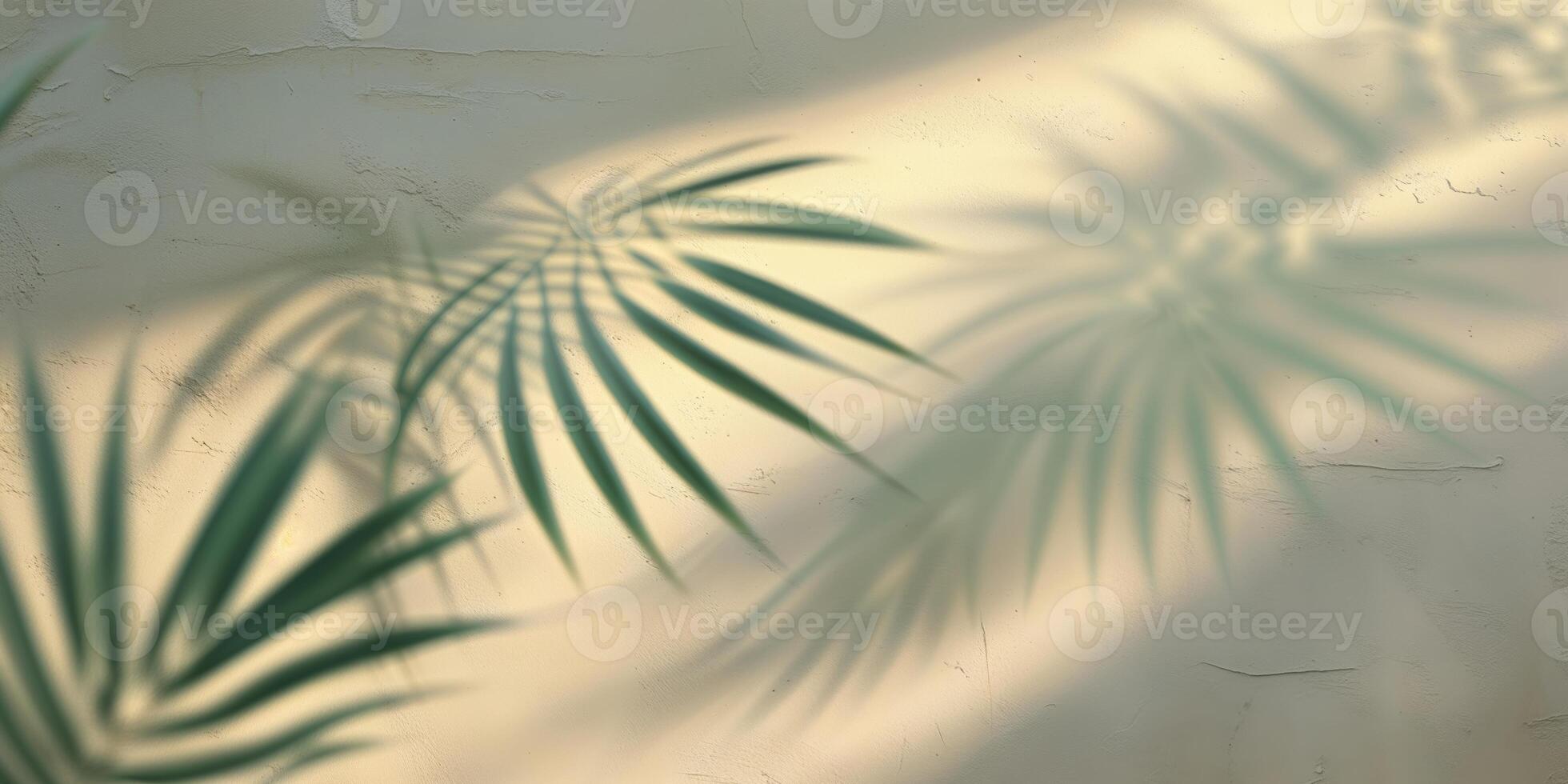 Soft shadows of palm leaves create a calming atmosphere on a textured wall during morning light photo