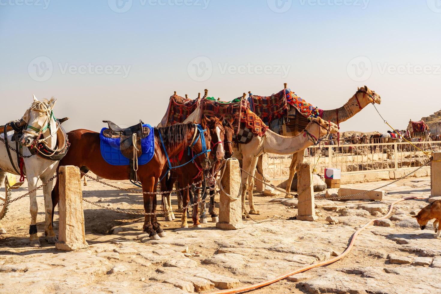 Camels and horses rest at a desert camp near ancient ruins under a clear blue sky photo