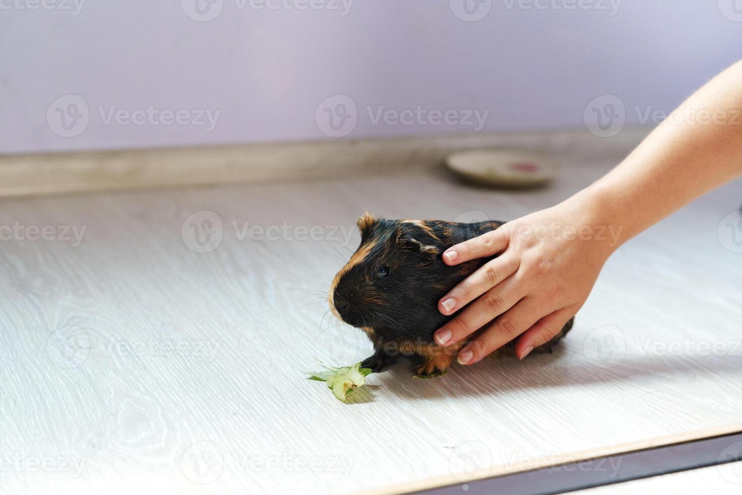 Child gently interacts with guinea pig in a cozy indoor space during an afternoon playtime photo