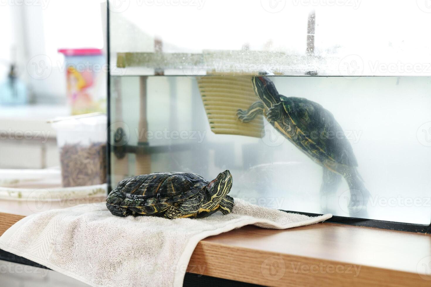 Turtle resting on towel beside aquarium while observing reflection in water during bright indoor setting photo