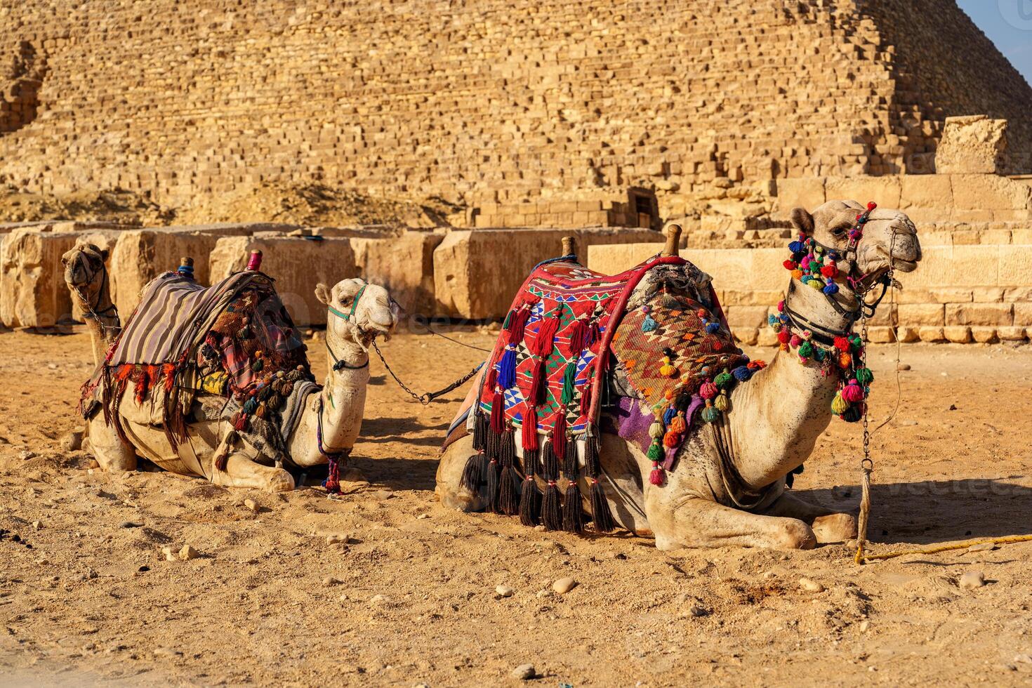 Camels resting in front of the Great Pyramid during golden hour in Giza desert photo