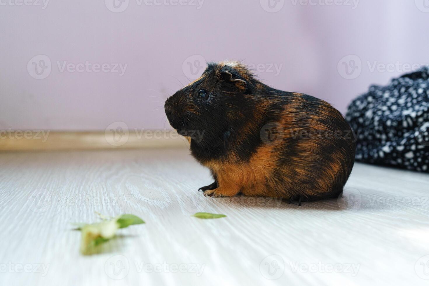 Cute brown and black guinea pig nibbling on fresh greens indoors in a cozy environment photo