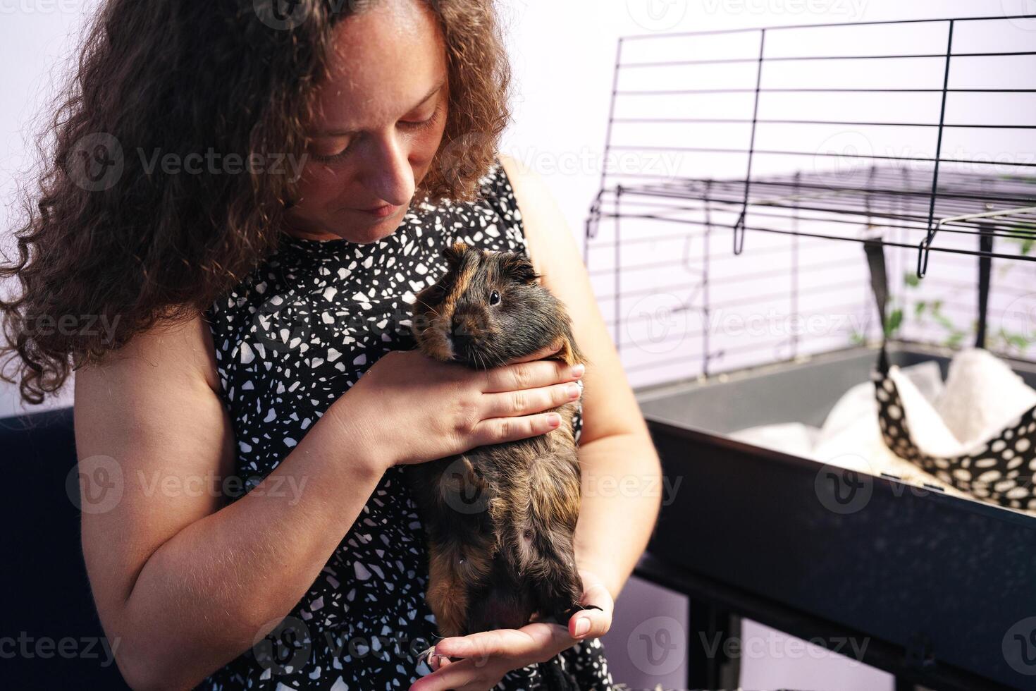 Caring for a guinea pig in a cozy indoor setting during the afternoon photo