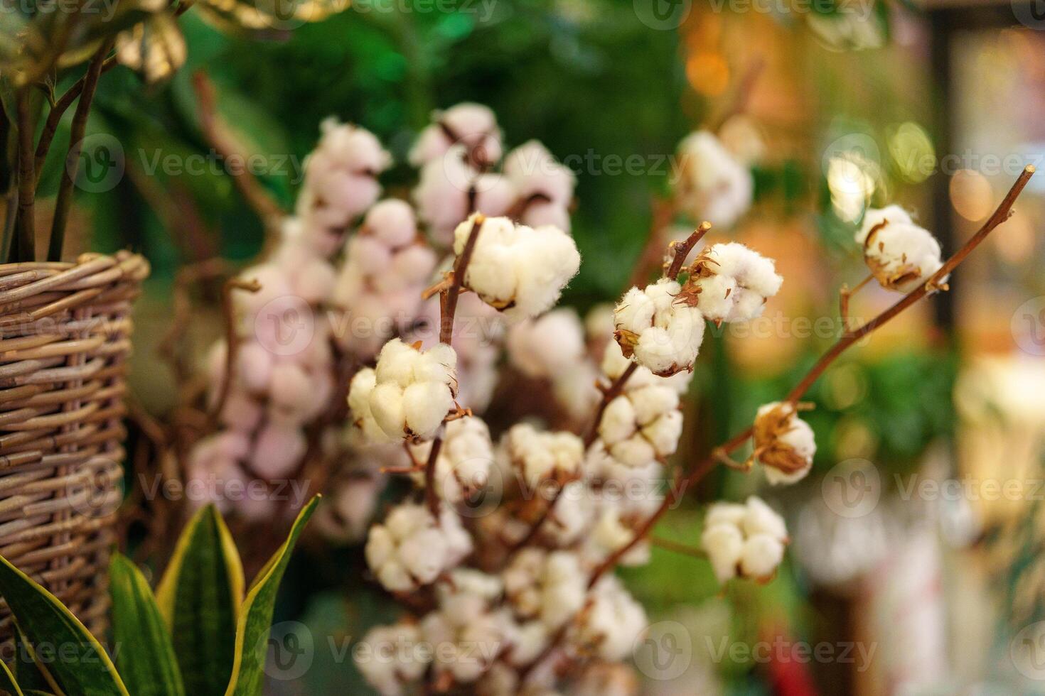 Beautiful cotton flowers displayed in a cozy indoor setting with green plants and soft lighting photo