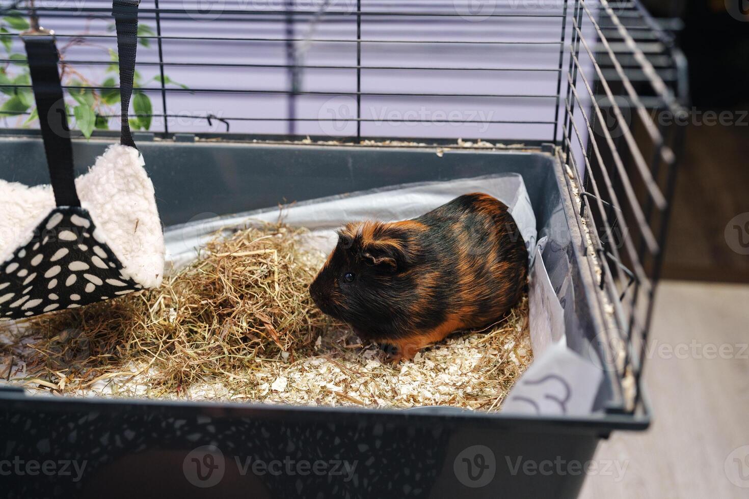 Guinea pig exploring its spacious cage filled with bedding and a hanging food bowl in a cozy indoor environment photo