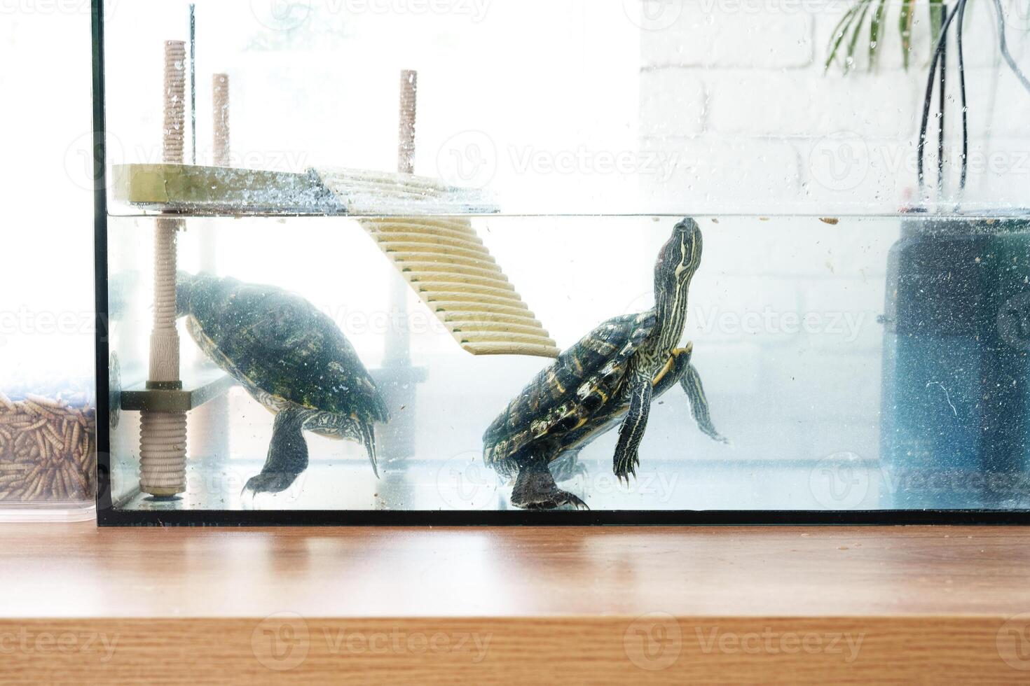 Two turtles swimming in a glass tank with a wooden ramp and a calm aquatic environment photo