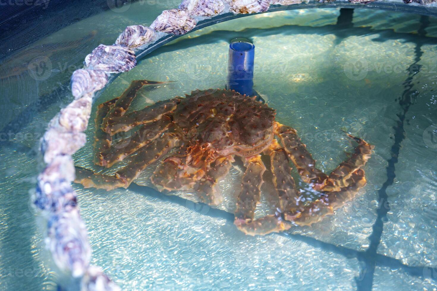 Large crab swimming in a circular tank filled with water during a sunny day at an aquarium photo