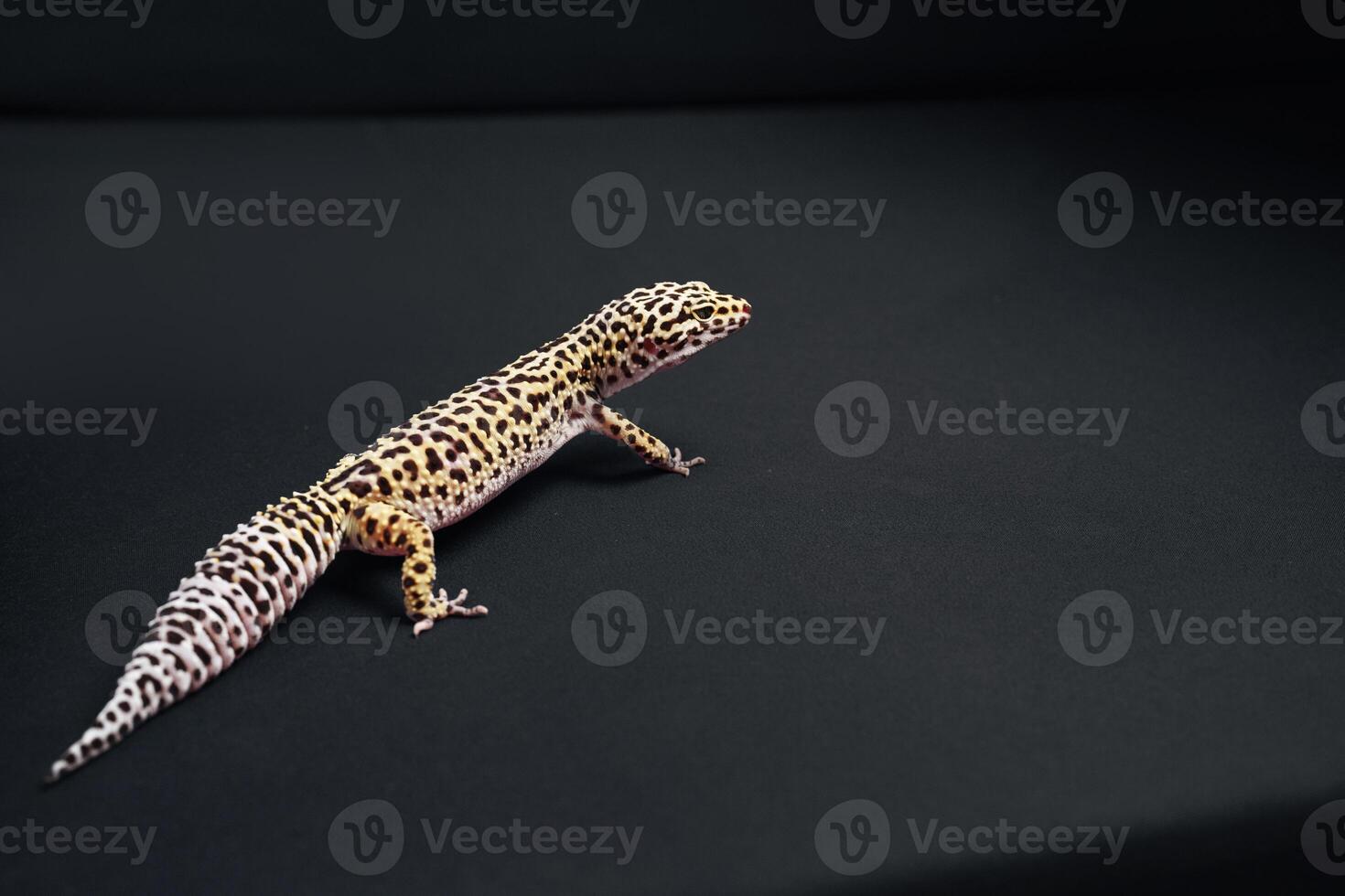Leopard gecko exploring dark surface with unique patterns and graceful movement in a close-up setting photo