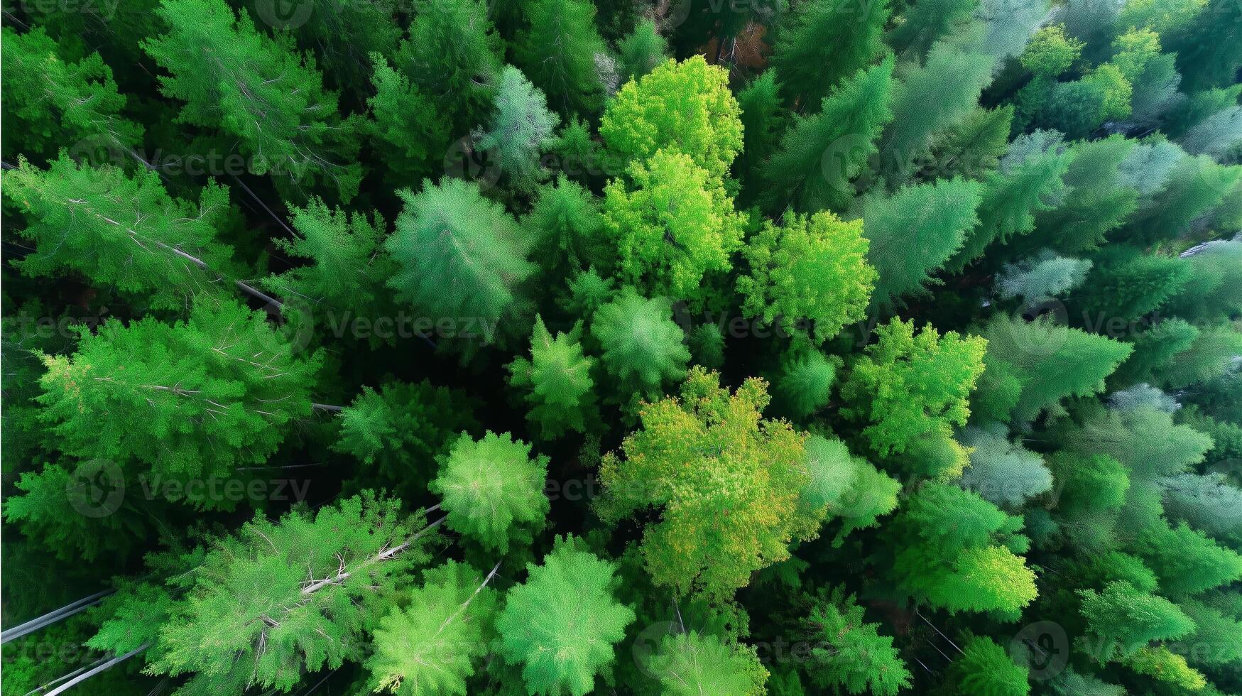 Green canopy of trees viewed from above showcasing diverse shades of foliage in a lush forest during daylight hours photo