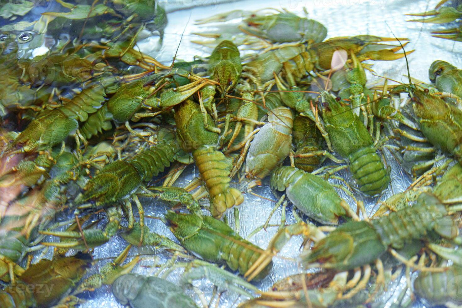 Freshwater crustaceans gathered in a tank at a local market during afternoon hours photo