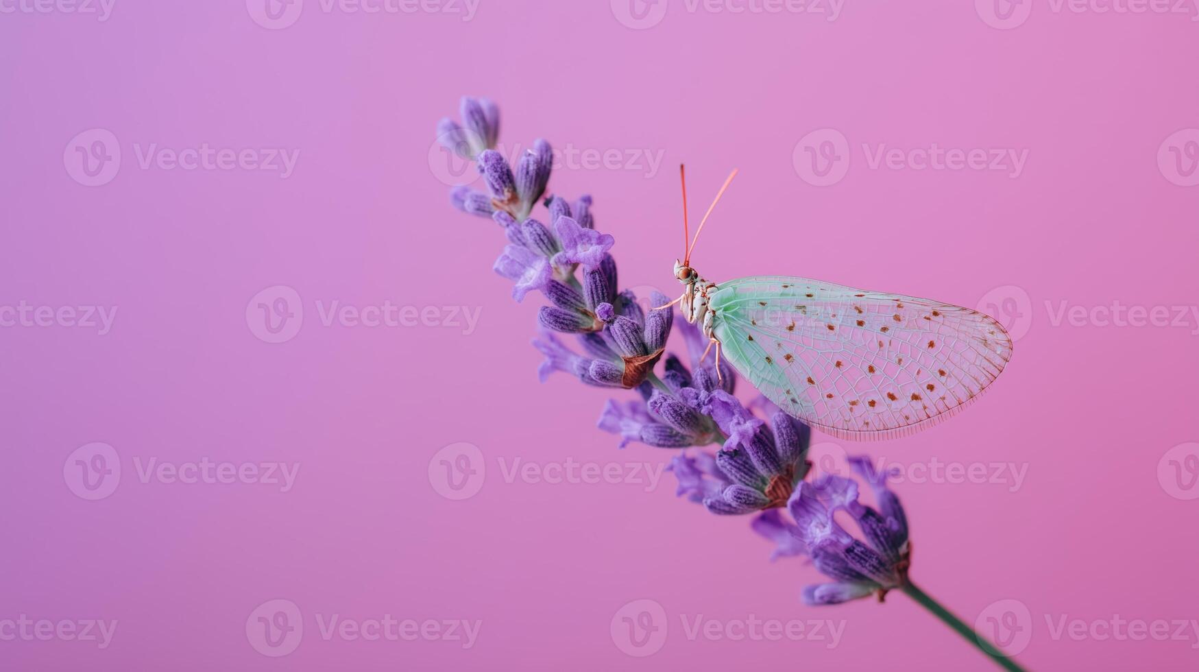 Butterfly rests on lavender flower against a soft pink background in a tranquil nature setting photo