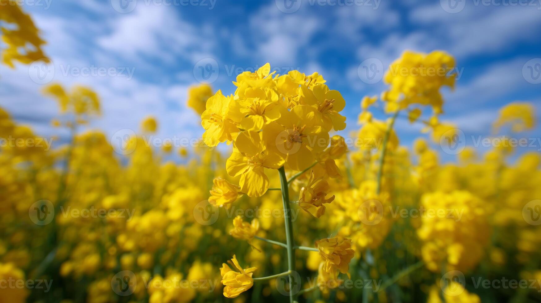Bright yellow flowers bloom in a vibrant field under an expansive blue sky during springtime photo